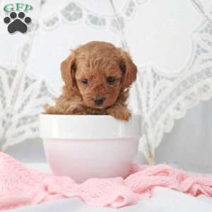 Macy, Toy Poodle Puppy